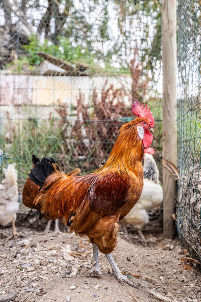 gite avec des animaux colliour